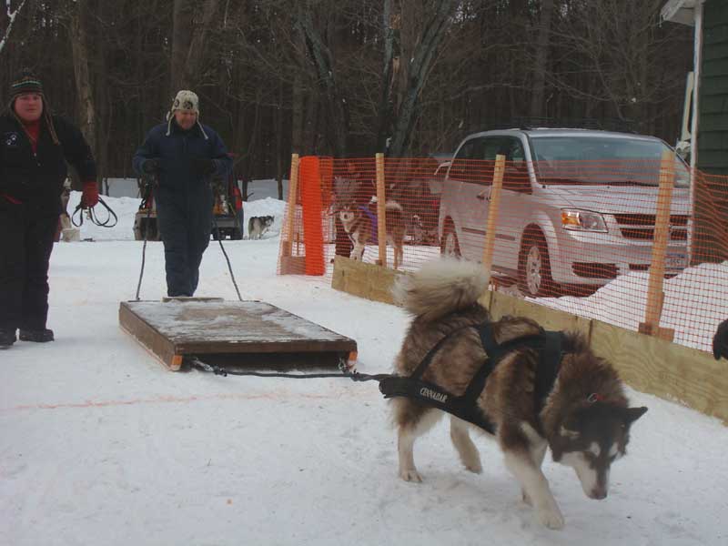 Canine Snow Weight Pull