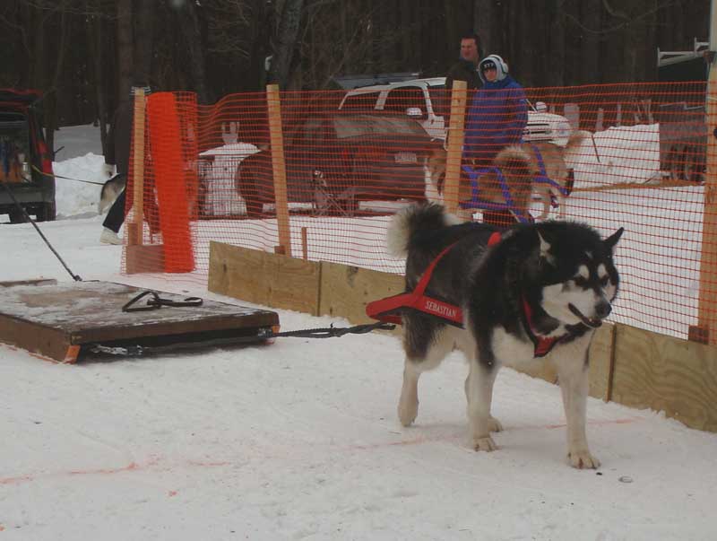 Canine Snow Weight Pull