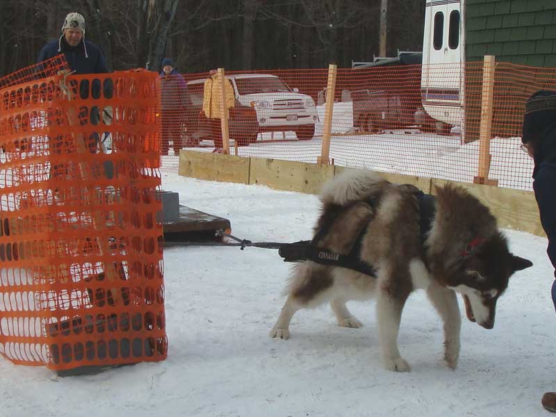 Canine Snow Weight Pull