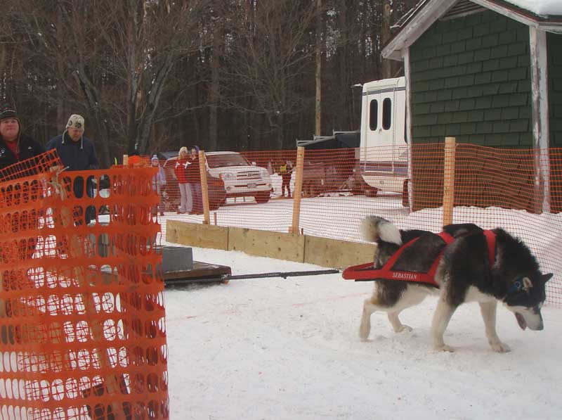 Canine Snow Weight Pull