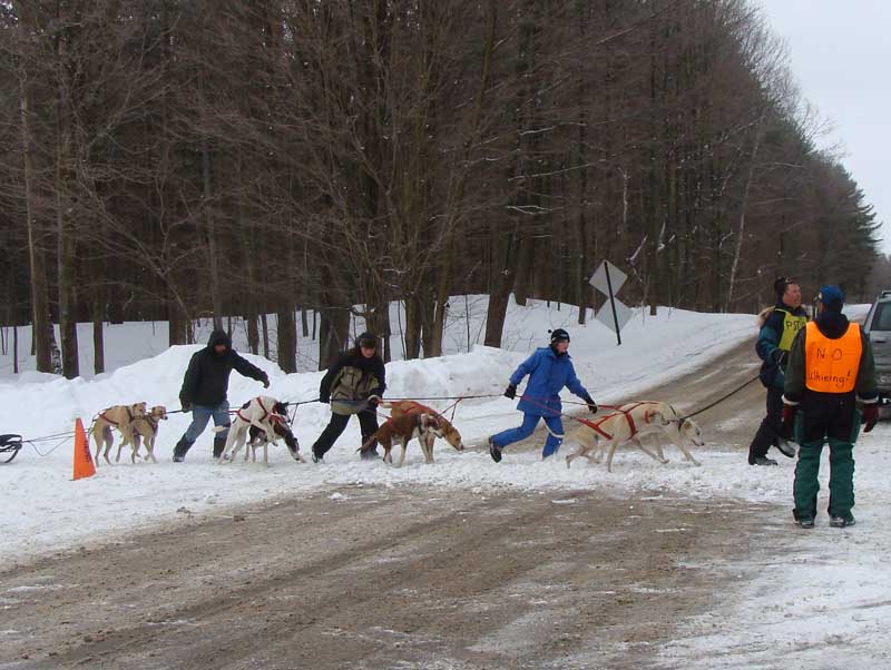 Canine Snow Weight Pull