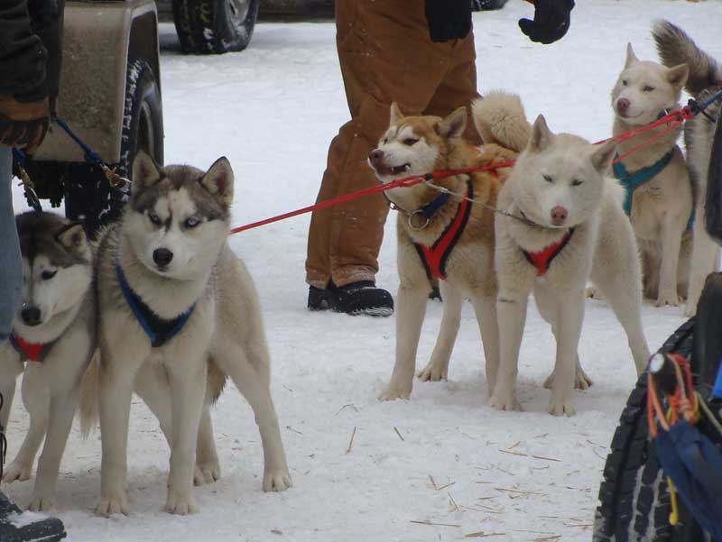 Canine Snow Weight Pull