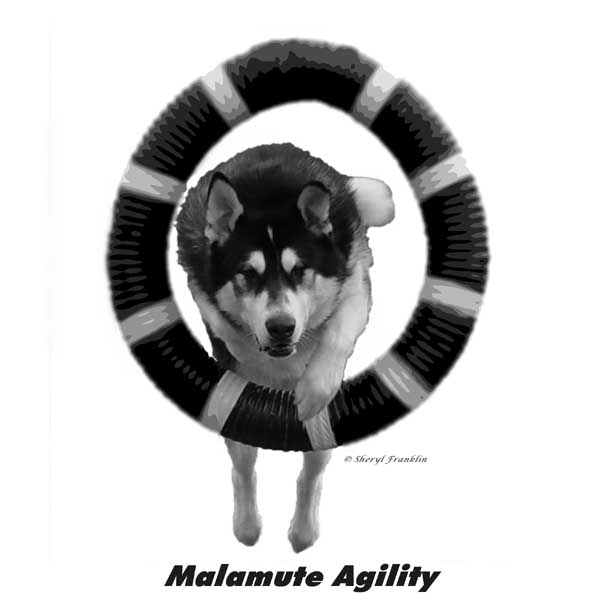 Alaskan Malamute Agility - Sebastian
