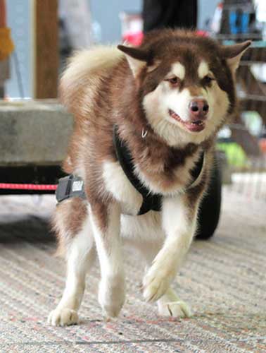 canine weight pull