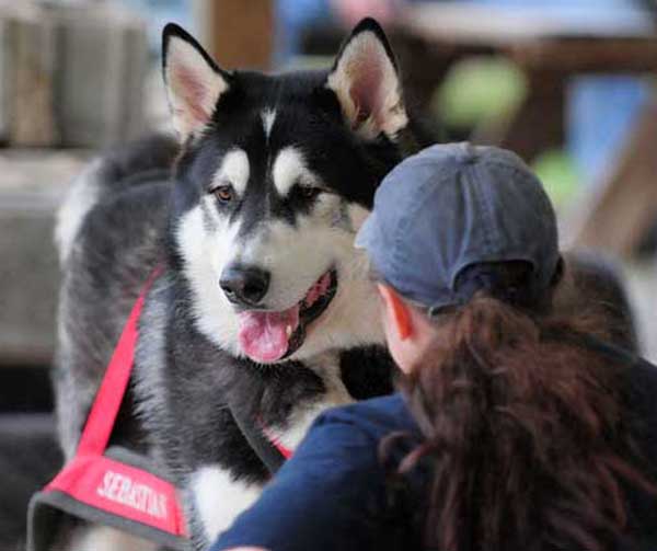 canine weight pull