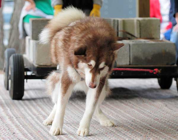 canine weight pull