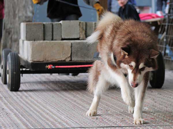 canine weight pull