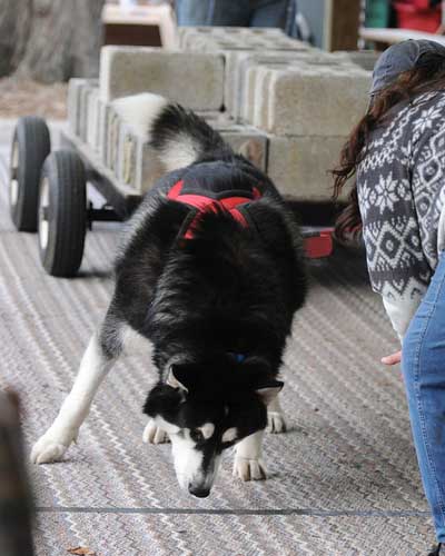 canine weight pull