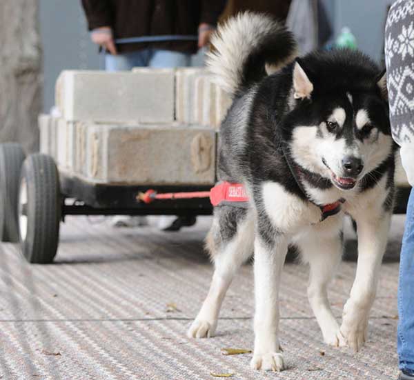 canine weight pull