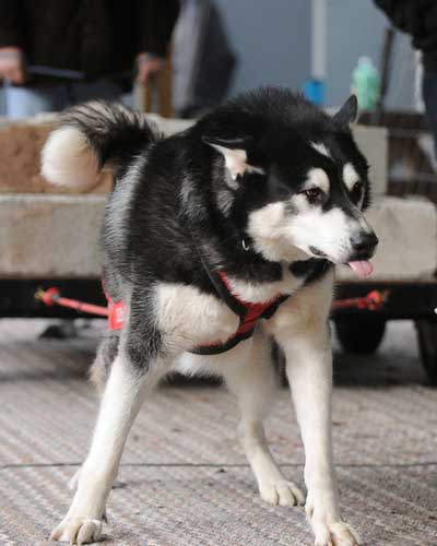 canine weight pull