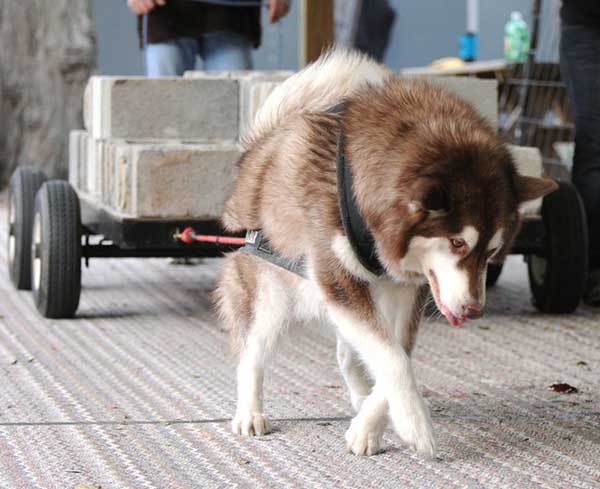 canine weight pull