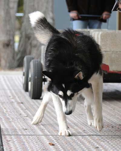 canine weight pull