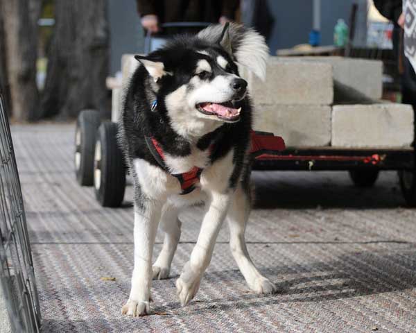 canine weight pull