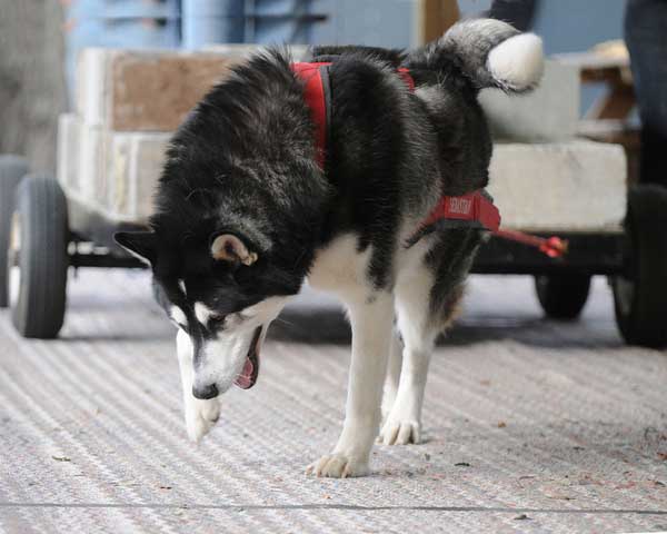 canine weight pull