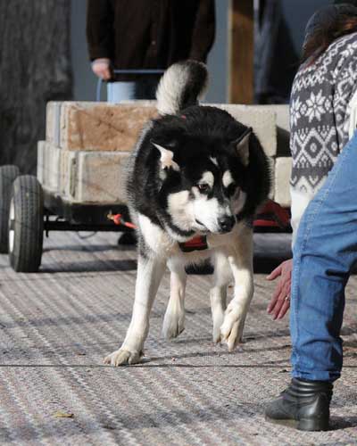 canine weight pull