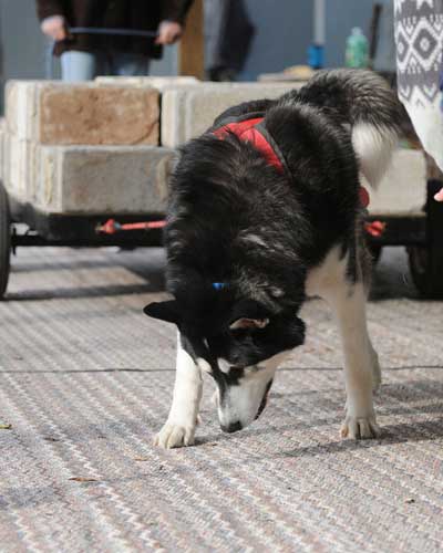 canine weight pull