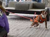 Canine Weight Pull