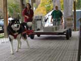 Canine Weight Pull