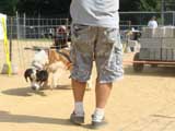 Canine Weight Pull