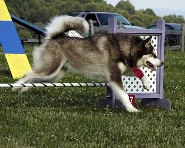 Cinnabar - Alaskan Malamute