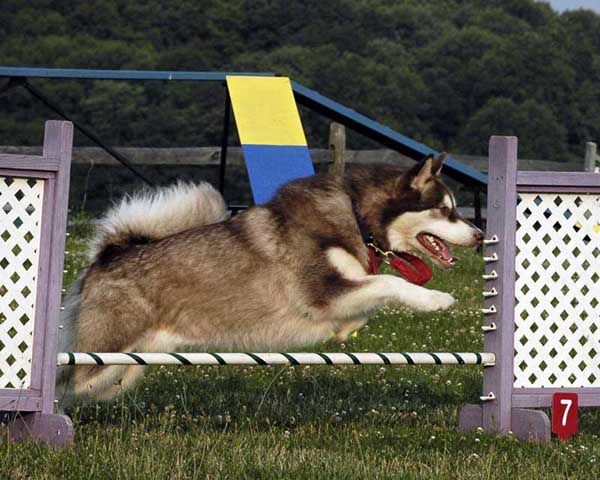 Cinnabar - Alaskan Malamute