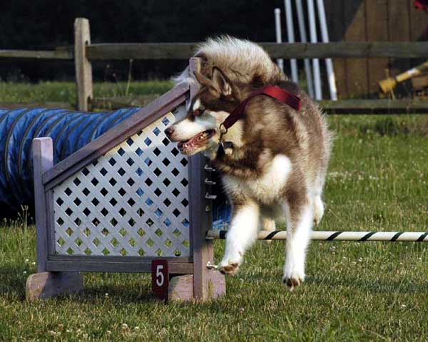 Cinnabar - Alaskan Malamute