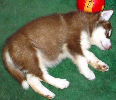 Cinnabar - Puppy Sleep
