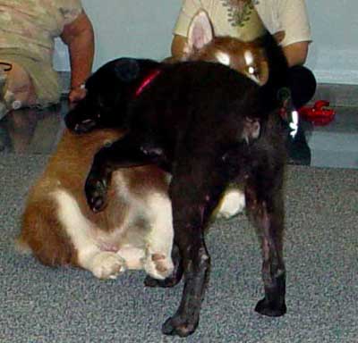 Cinnabar - first Puppy Kindergarten Class - with Daisy