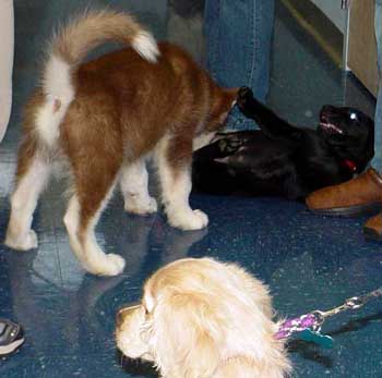 Cinnabar - Second Puppy Kindergarten Class