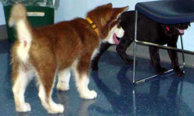 Cinnabar - Second Puppy Kindergarten Class