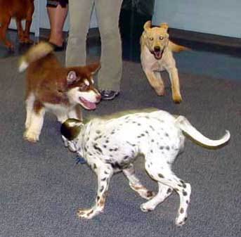 Cinnabar - third Puppy Kindergarten Class