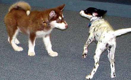 Cinnabar - third Puppy Kindergarten Class