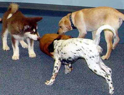 Cinnabar - third Puppy Kindergarten Class