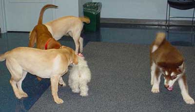 Cinnabar - Fourth Puppy Kindergarten Class