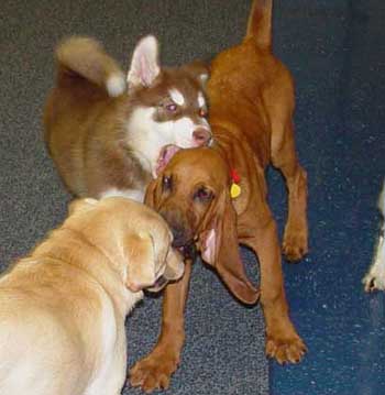 Cinnabar - Fourth Puppy Kindergarten Class