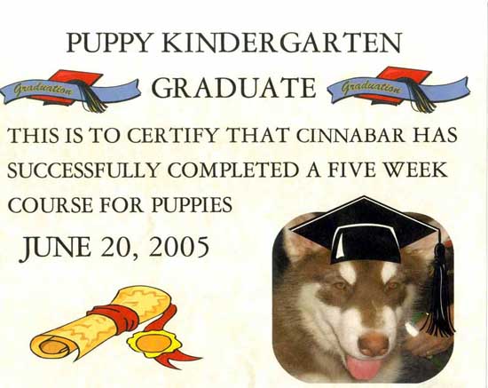 Cinnabar - Fourth Puppy Kindergarten Class