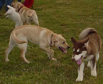 Cinnabar - Fourth Puppy Kindergarten Class