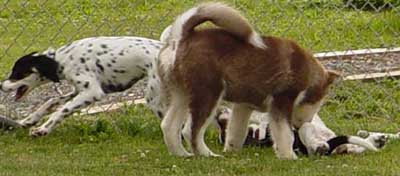 Cinnabar - Fourth Puppy Kindergarten Class