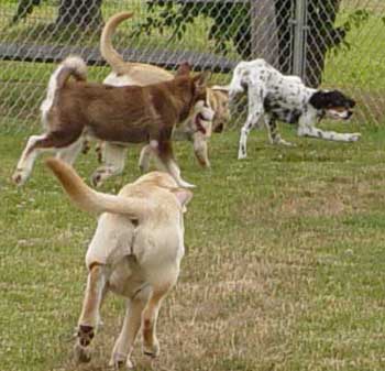 Cinnabar - Fourth Puppy Kindergarten Class