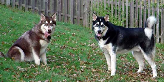 Cinnabar - Alaskan Malamute