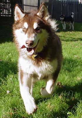 Cinnabar - Alaskan Malamute