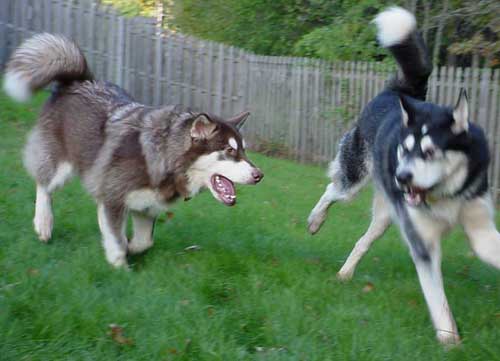 Cinnabar - Alaskan Malamute