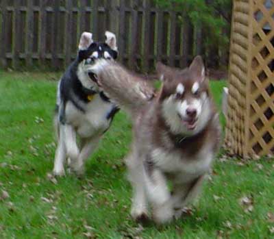 Cinnabar - Alaskan Malamute