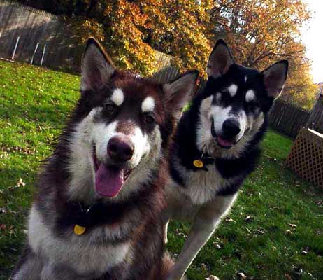 Cinnabar - Alaskan Malamute