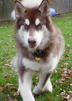 Cinnabar - Alaskan Malamute