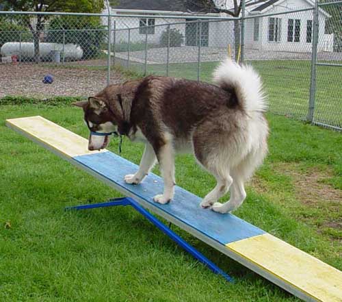 Cinnabar - Alaskan Malamute