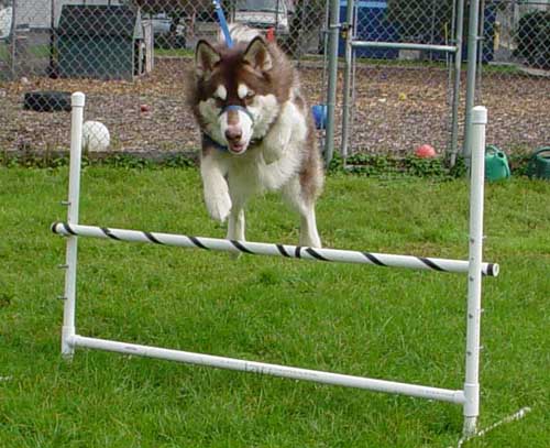 Cinnabar - Alaskan Malamute