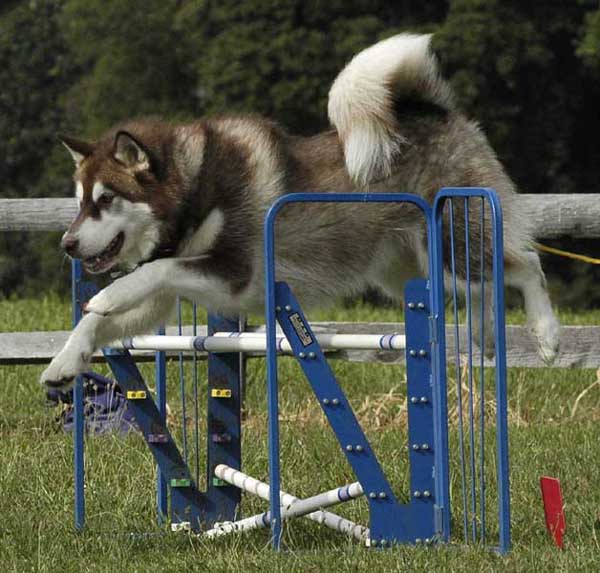 Cinnabar - Alaskan Malamute