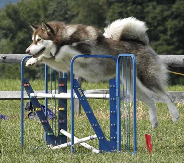 Cinnabar - Alaskan Malamute