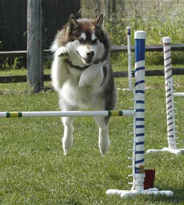 Cinnabar - Alaskan Malamute